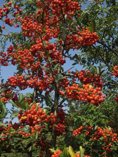 Pyracantha x 'Saphyr Rouge' P27